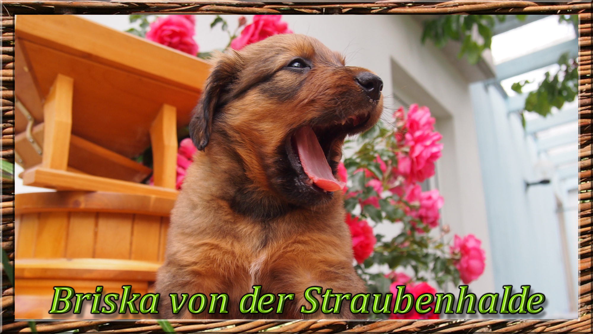 Wäller von der Straubenhalde